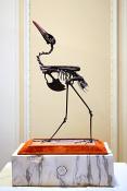 abdims stork darwin sinke v tongeren 6-2022 3744
